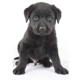 Labpups.com