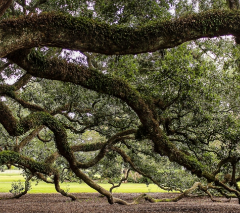 Action Tree Service - Beaufort, SC