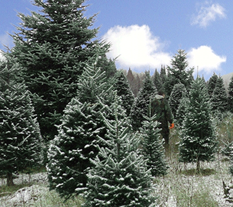 Uncle Steve’s Christmas Trees - Hooksett, NH