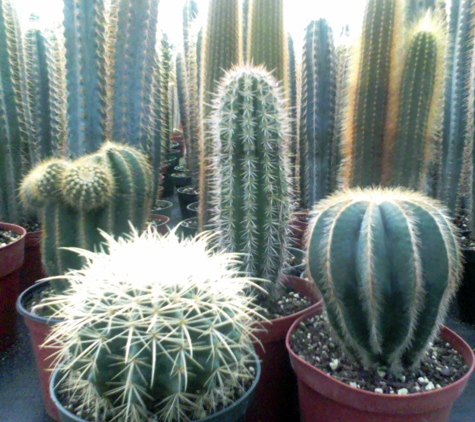 BLB Foliage & Cactus - Apopka, FL