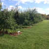 Stonehill Orchard gallery