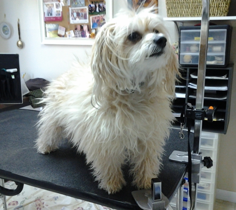 All Pets Mobile Grooming, LLC - Estes Park, CO. Before