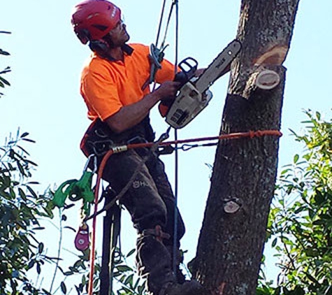 Branching Out Tree Care - Barragup, WA