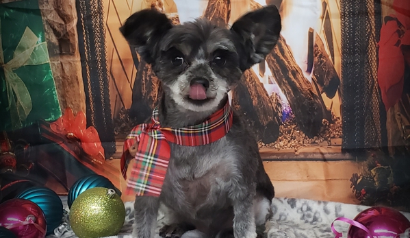 Dapper Dog - East Providence, RI