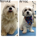 TookieDoo Grooming - Pet Grooming