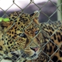 Exotic Feline Rescue Center