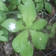 Backyard Natives