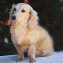 Louies Dachshunds - Pet Breeders