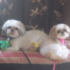 Paw Prince & Princess Small Dog Grooming Salon