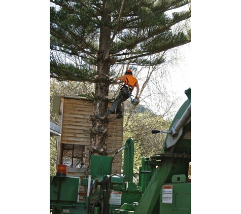 Stump Pro - Hobart, TAS