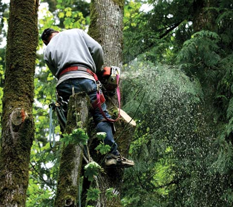 Dave's Tree Service - Munster, IN