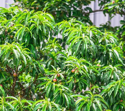 Fleming's Nurseries Pty Ltd - Monbulk, VIC
