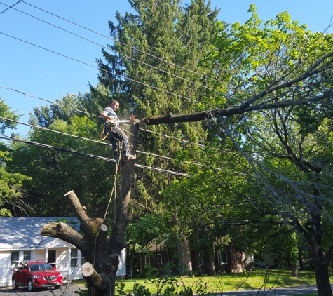 Ben's Tree Service - Castleton On Hudson, NY