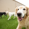 The Dog Stop - Baton Rouge South gallery