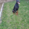 Harmony k9 training gallery