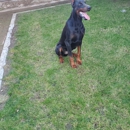 Harmony k9 training - Pet Services