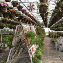 Bultema's Farmstand & Greenhouse - Greenhouses