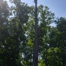 TREE BROTHERS LLC - Tree Service