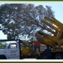 Affordable Tree Service