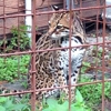 Big Cat Rescue gallery