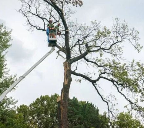 JH Tree Service & Landscaping