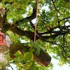 Texarkana tree service