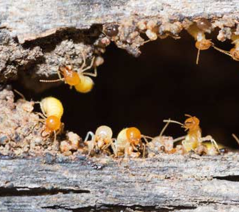 Bonney Pest Control - Lower Inman Valley, SA