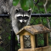 Charlotte Wildlife Control gallery
