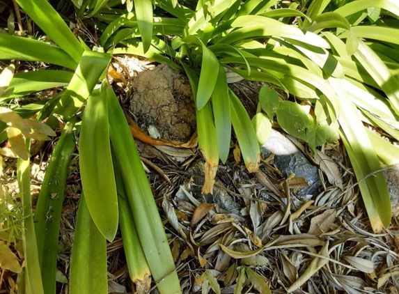Dunrite Termite & Pest Control - Logan Village, QLD
