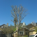 Hanson Tree Service - Tree Service