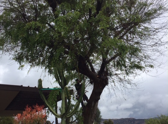 Rosas tree service and landscaping - lemon grove, CA. He's up in the Elm !