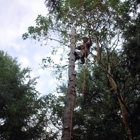 Bigfoot Tree Service