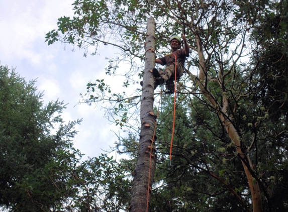 Bigfoot Tree Service - gig harbor, WA