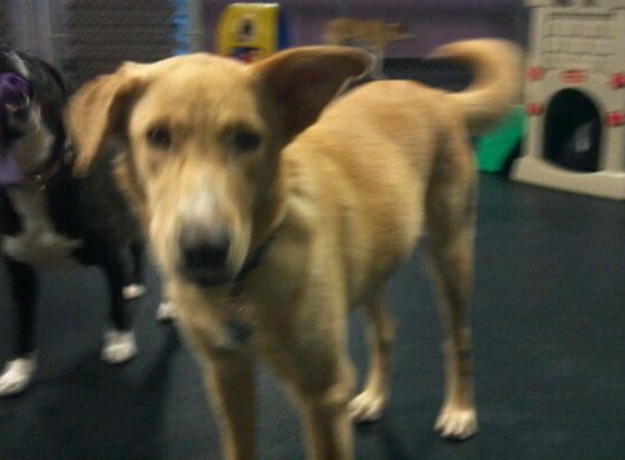 Central Bark Doggy Day Care - Franklin, WI