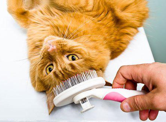 Pat's Pedigree & Pet Grooming - Lauderhill, FL