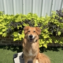 All Dogs Unleashed Dog Training Shreveport - Dog Training