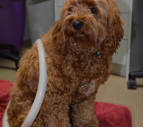 Sandy Bay Holistic Veterinary Clinic - Sandy Bay, TAS