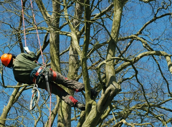 Carlos Tree Service Inc - Anchorage, AK