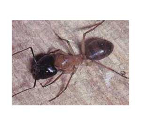 Mr Exterminator - Noarlunga Downs, SA