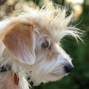 Pampered Paws Pet Grooming - Pet Grooming