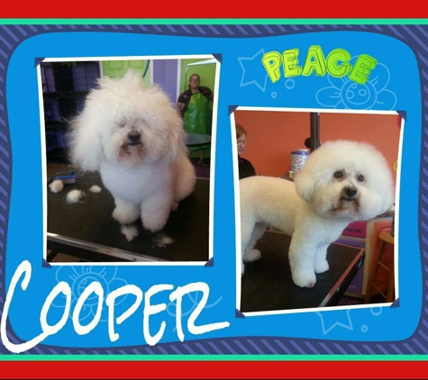 Peace Paws Grooming Salon and Doggie Daycare - Lees Summit, MO