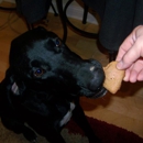 Sneaky Pete Homemade Dog Treats - Pet Food