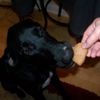 Sneaky Pete Homemade Dog Treats