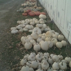 Hermanson Pumpkin Patch