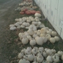 Hermanson Pumpkin Patch