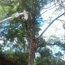 Southeastern Tree Removal - Tree Service