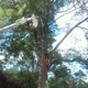 Southeastern Tree Removal