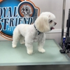 Loyal Friend Pet Grooming gallery