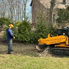 Viking Stump Removal