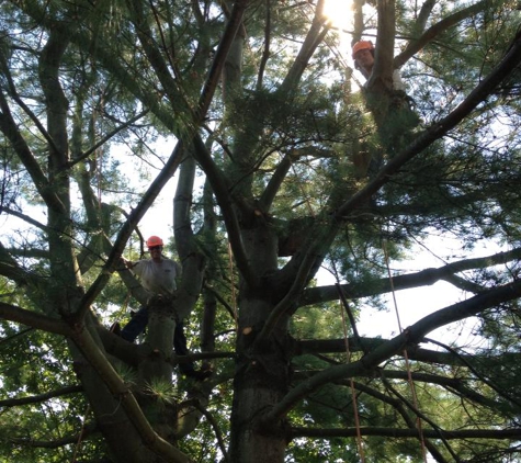 Sunburst Tree Experts - Rocky Point, NY